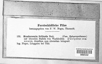 Seimatosporium foliicola image